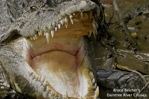 1-Hour Daintree River Wildlife Cruise - Accommodation Nelson Bay 1