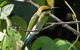 1-Hour Daintree River Wildlife Cruise - thumb 12