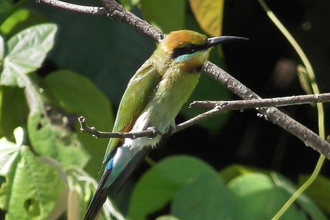 1-Hour Daintree River Wildlife Cruise - Accommodation Nelson Bay 12