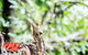 1-Hour Daintree River Wildlife Cruise - thumb 8