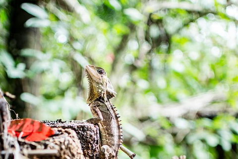 1-Hour Daintree River Wildlife Cruise - Accommodation Nelson Bay 8