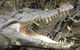 1-Hour Daintree River Wildlife Cruise - thumb 4