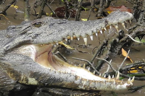 1-Hour Daintree River Wildlife Cruise - Accommodation Nelson Bay 4