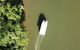 1-Hour Daintree River Wildlife Cruise - thumb 3