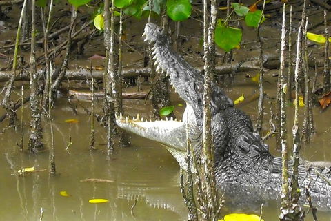 1-Hour Daintree River Wildlife Cruise - Accommodation Nelson Bay 2