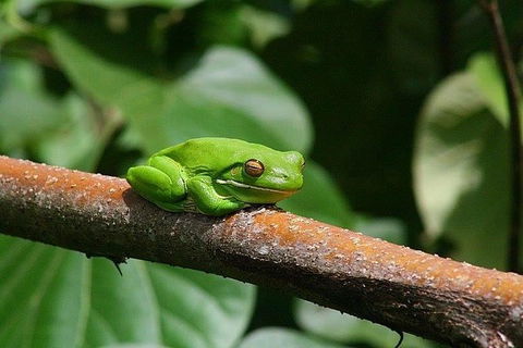 1-Hour Daintree River Wildlife Cruise - Accommodation Nelson Bay 10