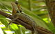 1-Hour Daintree River Wildlife Cruise - thumb 7