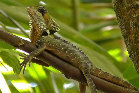 1-Hour Daintree River Wildlife Cruise - Accommodation Nelson Bay 7