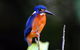 1-Hour Daintree River Wildlife Cruise - thumb 6