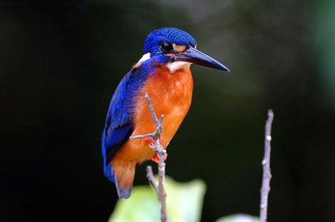 1-Hour Daintree River Wildlife Cruise - Accommodation Nelson Bay 6