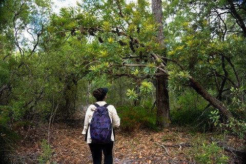 Pack-free Camping: Lake McKenzie Central Hike - 2 Days - Accommodation Nelson Bay 1