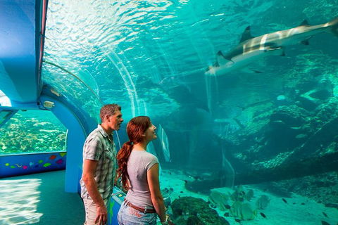 Reef HQ Great Barrier Reef Aquarium General Entry Ticket - Accommodation Nelson Bay 1
