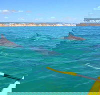 Half-Day Kayak with Dolphins and 4WD Beach Drive from Rainbow Beach - Accommodation Nelson Bay