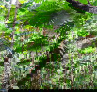 Cape Tribulation Daintree Rainforest and Wildlife Tour - Accommodation Nelson Bay