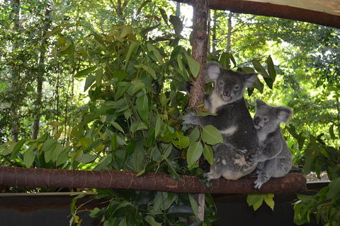 Hartley\'s Crocodile Adventures General Entry Ticket - Accommodation Nelson Bay 8