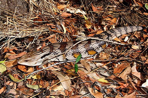 Hartley\'s Crocodile Adventures General Entry Ticket - Accommodation Nelson Bay 10
