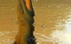 Litchfield And Jumping Crocodiles Full Day Trip From Darwin - thumb 7