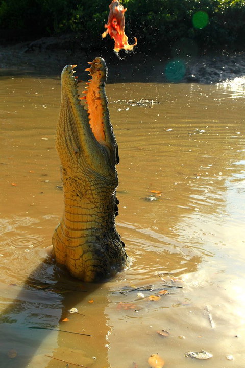 Litchfield And Jumping Crocodiles Full Day Trip From Darwin - Accommodation Nelson Bay 7