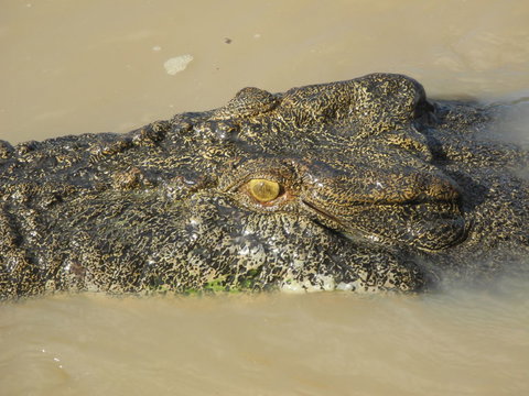Darwin Jumping Crocodiles Cruise On Adelaide River - Nelsons Bay Accommodation 4