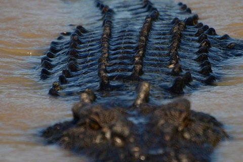 Darwin Jumping Crocodiles Cruise On Adelaide River - Nelsons Bay Accommodation 1