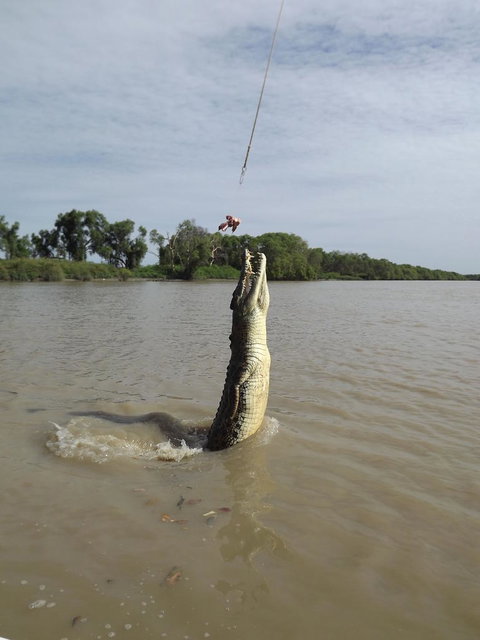 Darwin Jumping Crocodiles Cruise On Adelaide River - Nelsons Bay Accommodation 2