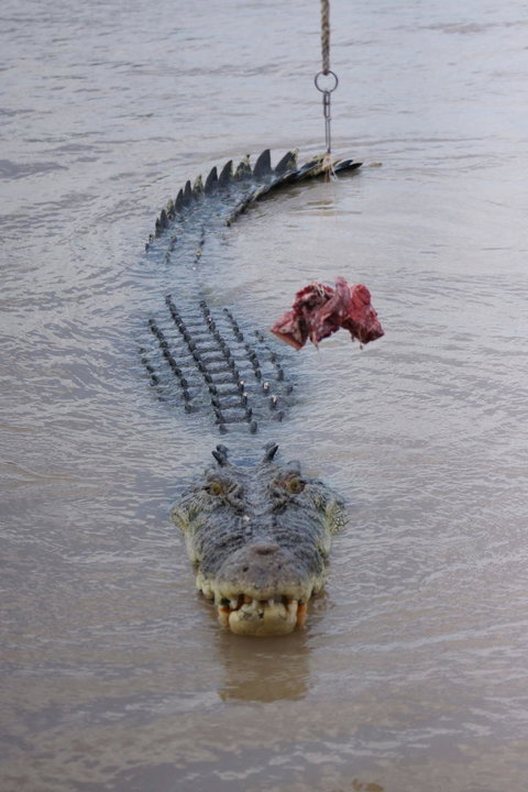 Darwin Jumping Crocodiles Cruise On Adelaide River - Nelsons Bay Accommodation 7