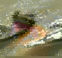 Darwin Jumping Crocodiles Cruise on Adelaide River - Nelsons Bay Accommodation