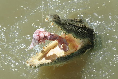 Darwin Jumping Crocodiles Cruise On Adelaide River - Nelsons Bay Accommodation 0