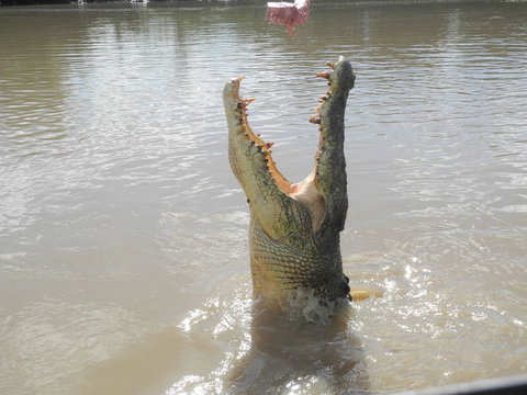Darwin Jumping Crocodiles Cruise On Adelaide River - Nelsons Bay Accommodation 5