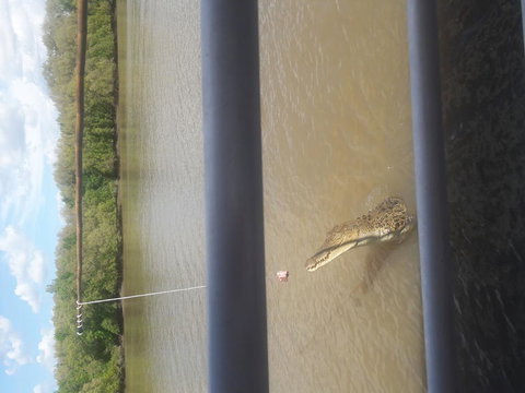 Darwin Jumping Crocodiles Cruise On Adelaide River - Nelsons Bay Accommodation 3