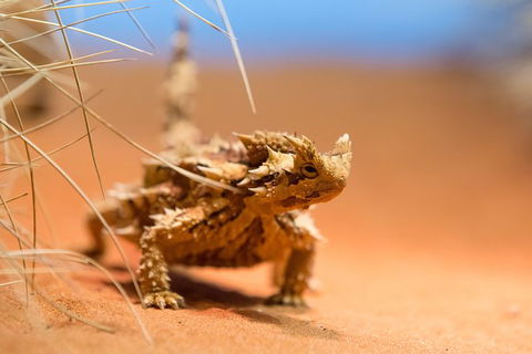 Alice Springs Desert Park General Entry Ticket - Accommodation Nelson Bay 8