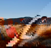 Uluru Sunrise and Kata Tjuta Half Day Trip - Accommodation Nelson Bay