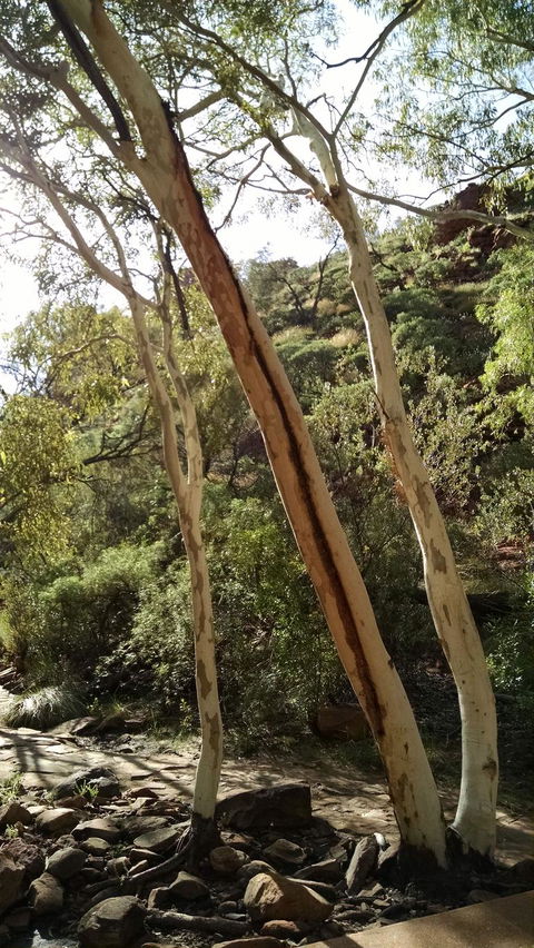 3-Day Tour From Uluru (Ayers Rock) To Alice Springs Via Kings Canyon - Accommodation Nelson Bay 5