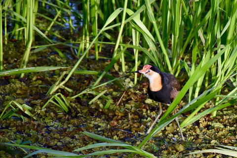 LITCHFIELD GRANDEUR AND WWII DISCOVERY - Accommodation Nelson Bay 1