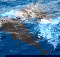 Port Stephens Day Tour From Sydney Including 4WD Sandboarding and Dolphins - Accommodation Nelson Bay