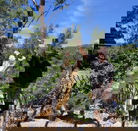 Private Shoalhaven Zoo Experience from Sydney - Accommodation Nelson Bay
