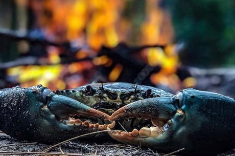 Pot To Plate Adventure - Accommodation Nelson Bay 11