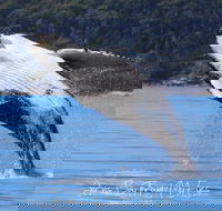 Whale Watching Jervis Bay - Accommodation Nelson Bay