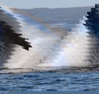 Jervis Bay Whale Watching Tour - Accommodation Nelson Bay