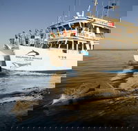 Jervis Bay Dolphin Watch Cruise - Accommodation Nelson Bay