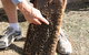 Bees On Keswick Island - thumb 0