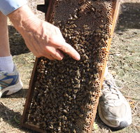 Bees on Keswick Island - Accommodation Nelson Bay