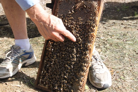 Bees On Keswick Island - Accommodation Nelson Bay 0