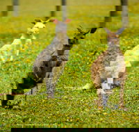 Bordertown Wildlife Park - Accommodation Nelson Bay