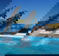 Dolphin Marine Conservation Park - Accommodation Nelson Bay