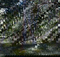 Green's Bush Long Circuit Walk