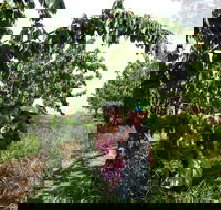 Harben Vale Pick Your Own Cherries - Accommodation Nelson Bay