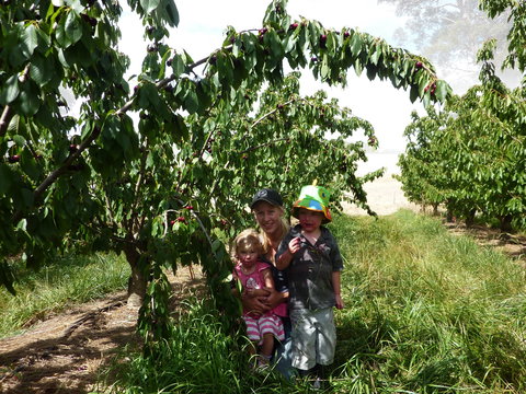 Harben Vale Pick Your Own Cherries - Accommodation Nelson Bay 0