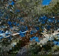 Holey Plains State Park - Accommodation Nelson Bay