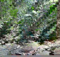 Lyrebird track - Accommodation Nelson Bay